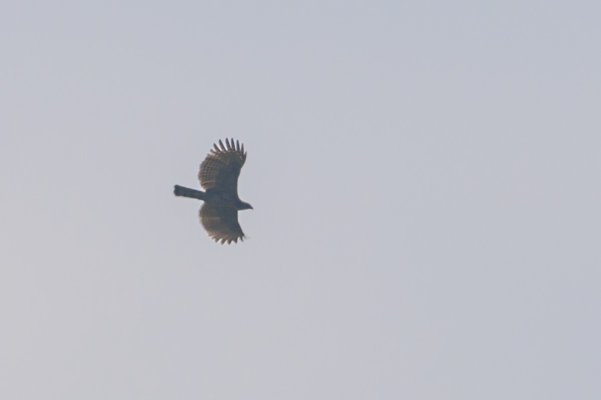 Sulawesi Hawk-Eagle - ML616210059