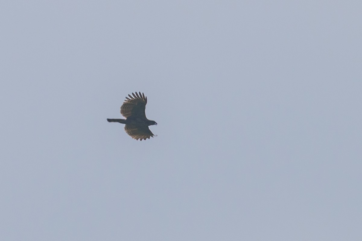 Sulawesi Hawk-Eagle - ML616210060