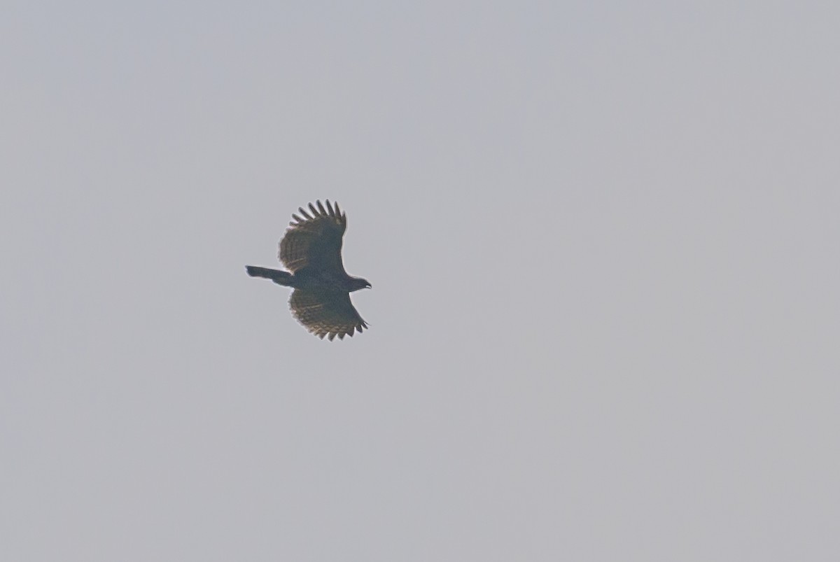 Sulawesi Hawk-Eagle - ML616210061