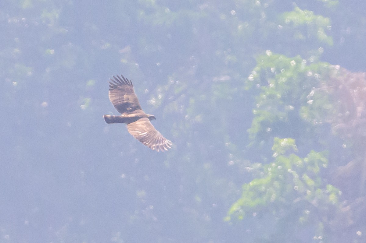 Sulawesi Hawk-Eagle - ML616210062