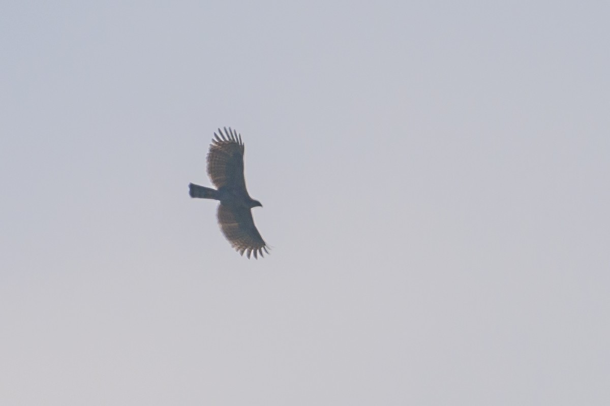Sulawesi Hawk-Eagle - ML616210064
