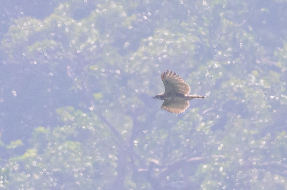 Sulawesi Hawk-Eagle - ML616210065