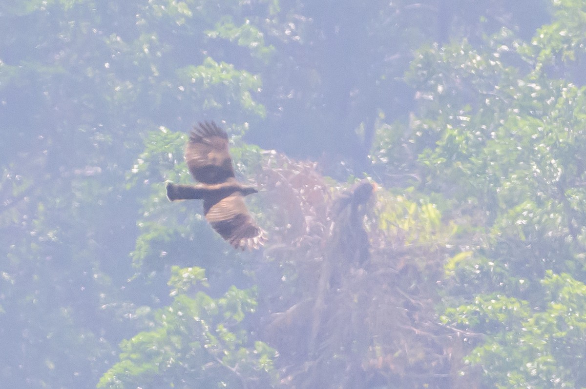 Sulawesi Hawk-Eagle - ML616210067