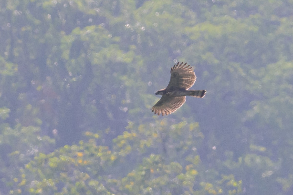 Sulawesi Hawk-Eagle - ML616210068