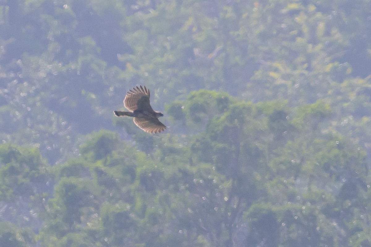 Sulawesi Hawk-Eagle - ML616210069