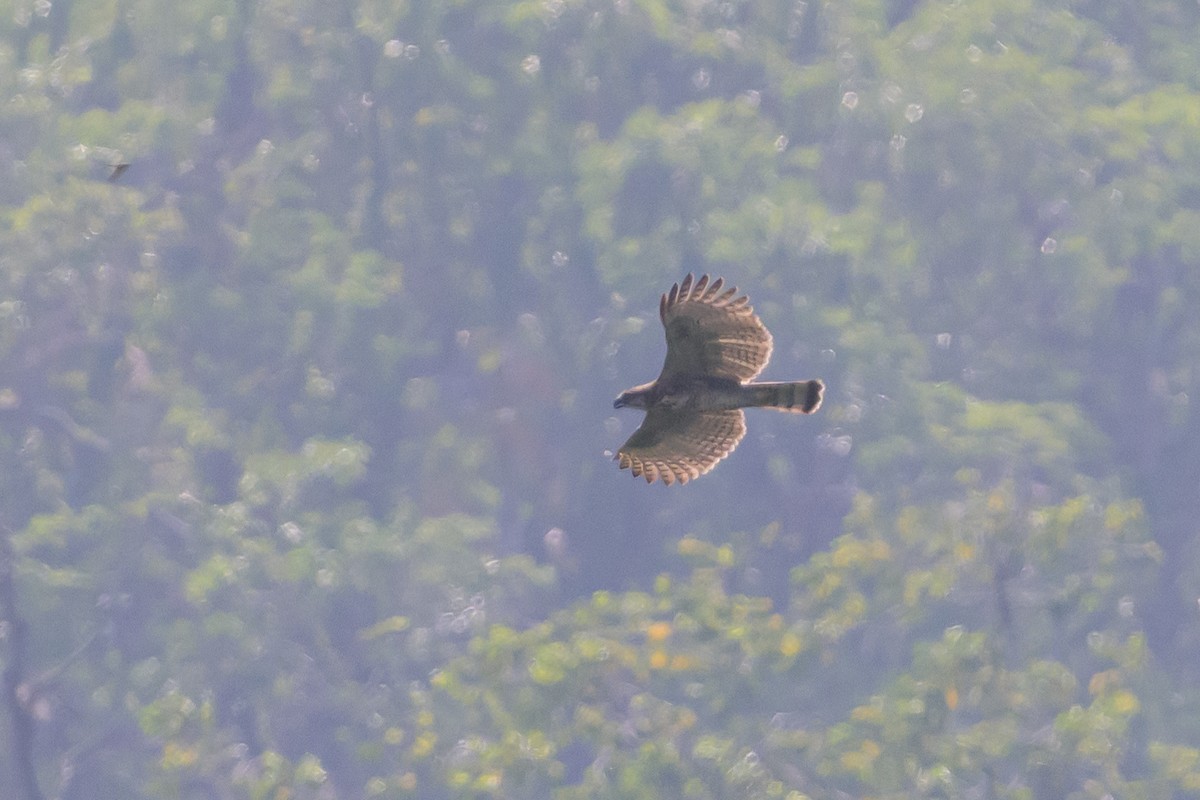 Sulawesi Hawk-Eagle - Stephen Davies