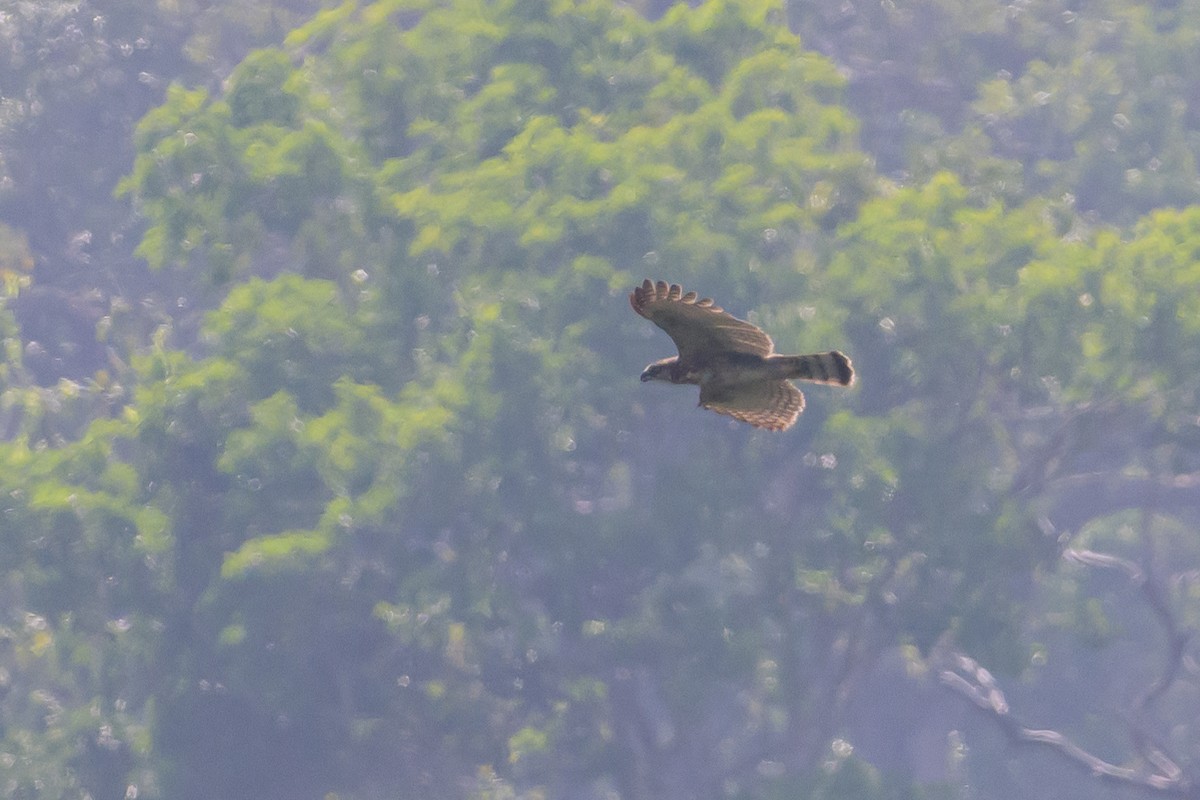 Sulawesi Hawk-Eagle - ML616210071
