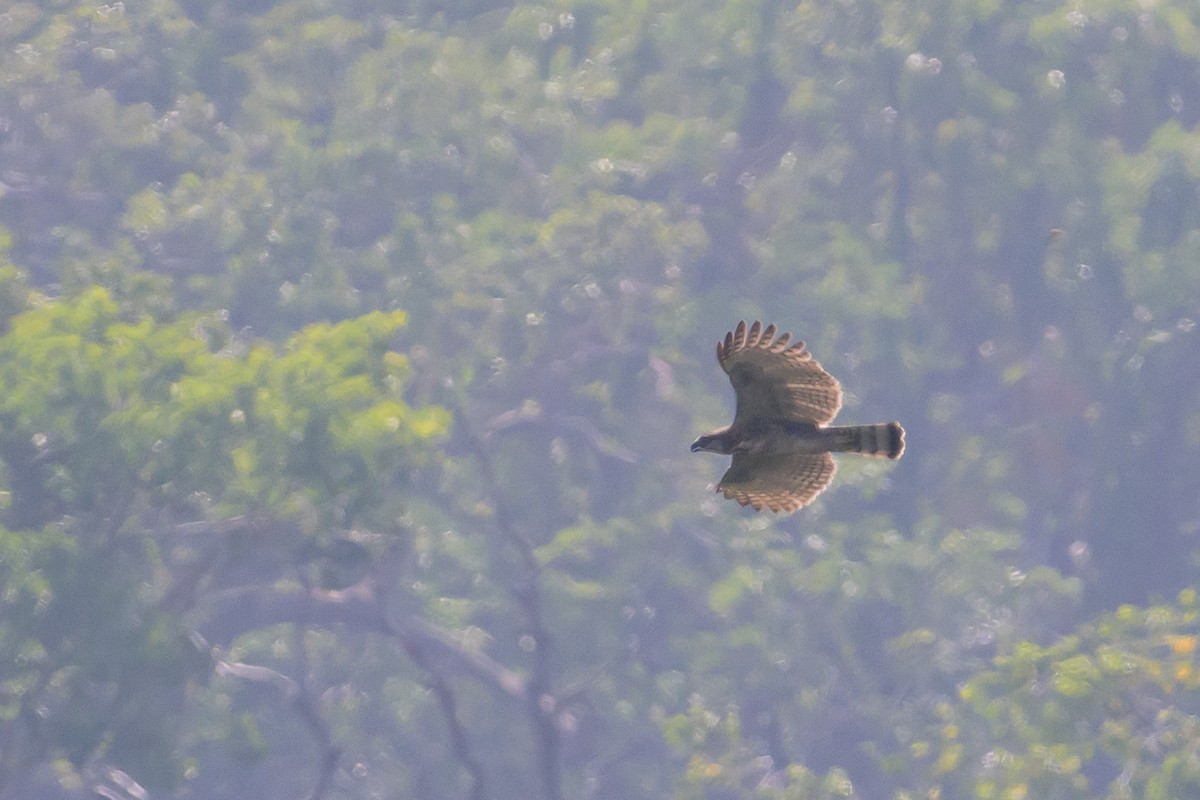 Sulawesi Hawk-Eagle - ML616210072