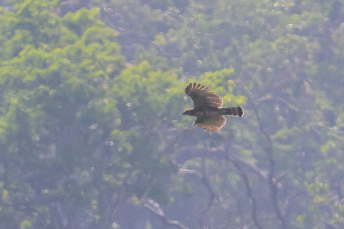 Sulawesi Hawk-Eagle - ML616210073