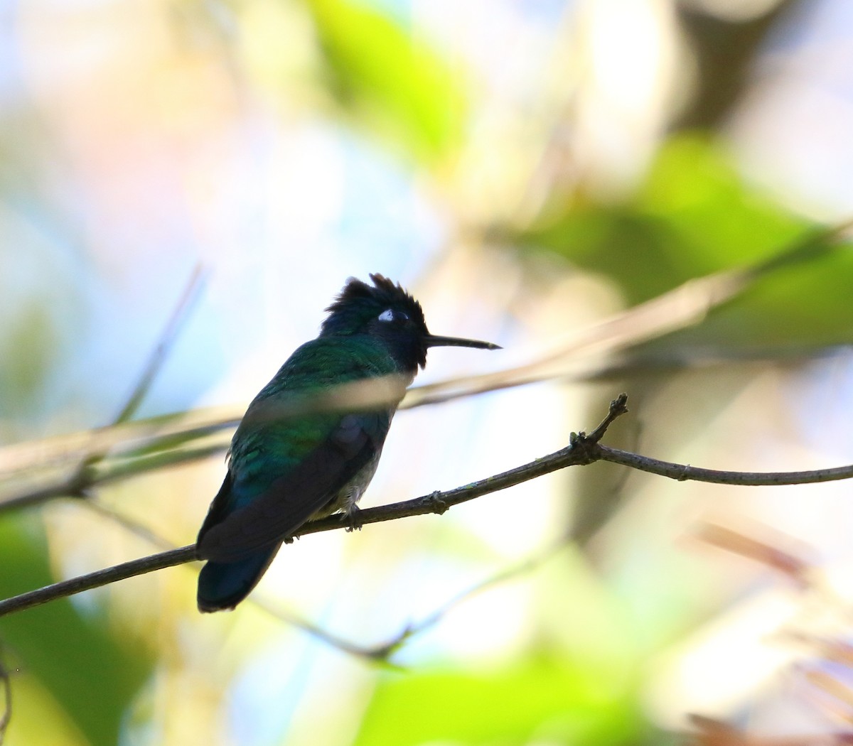 Violet-headed Hummingbird - Braden Collard