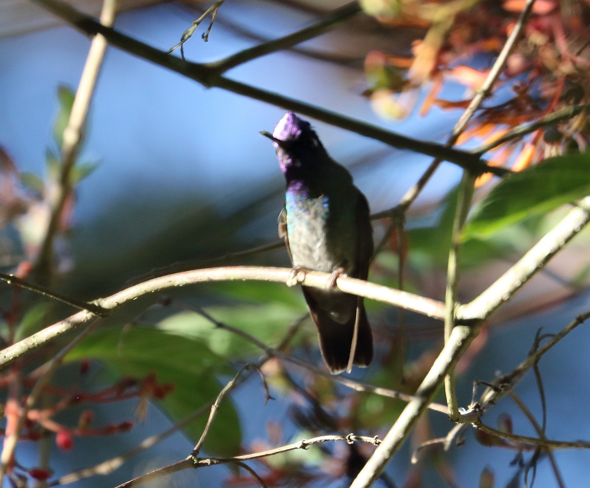 Violet-headed Hummingbird - Braden Collard