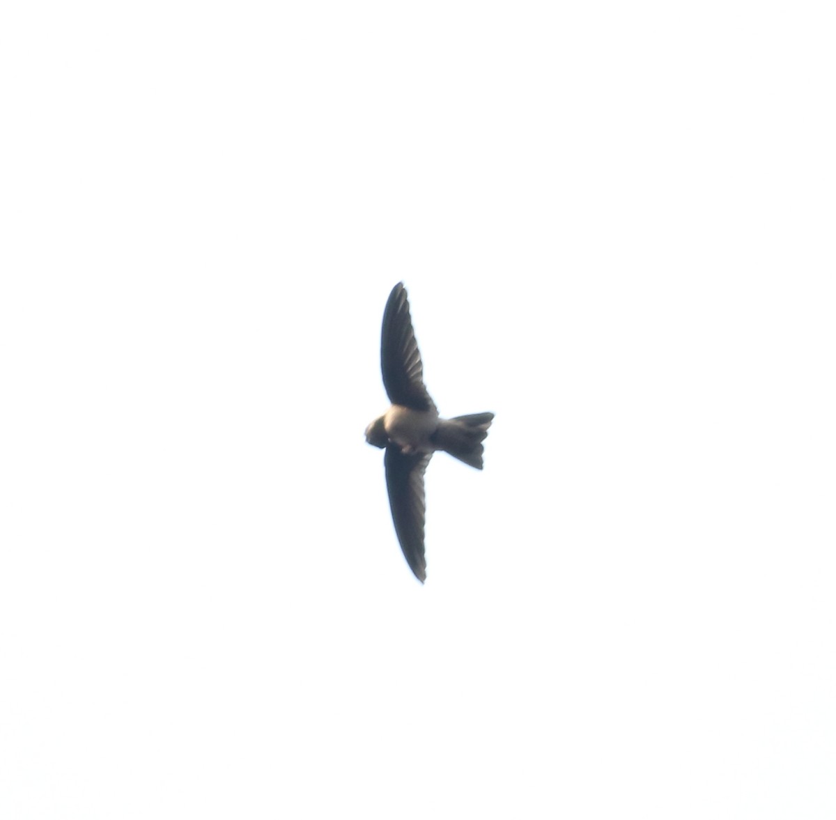 Indian Swiftlet - ML616210198