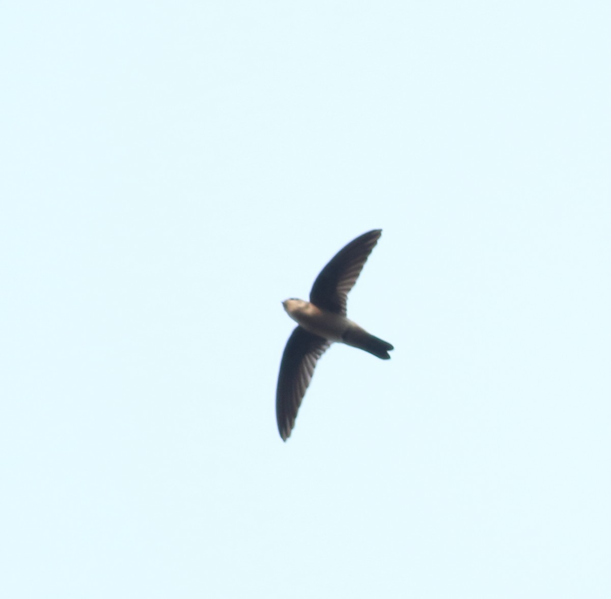 Indian Swiftlet - ML616210199