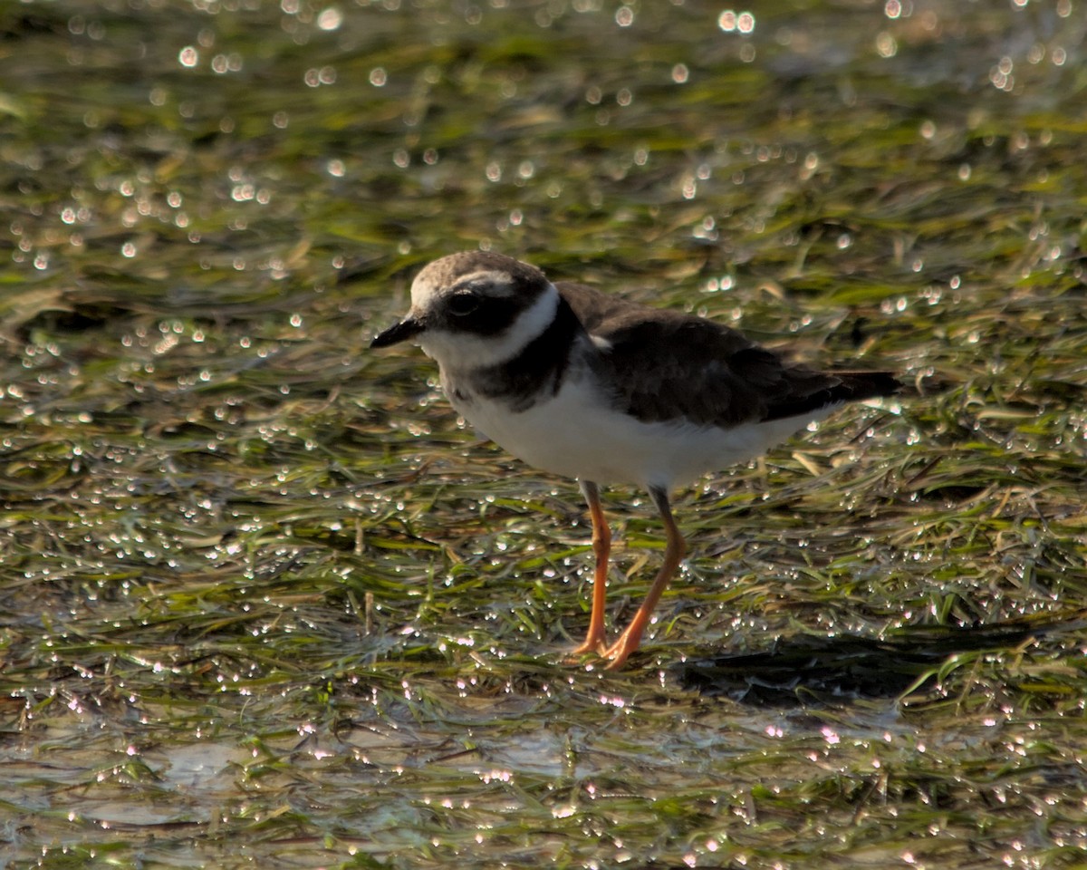Common Ringed Plover - ML616210227