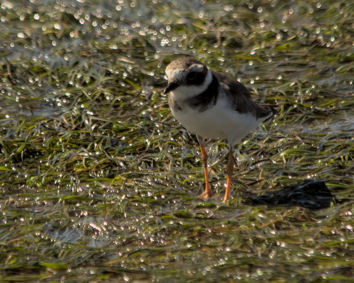 Common Ringed Plover - ML616210228