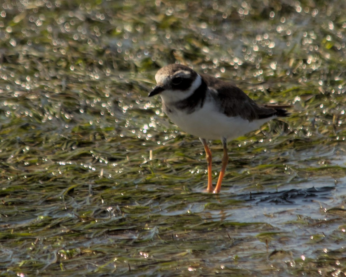 Common Ringed Plover - ML616210230