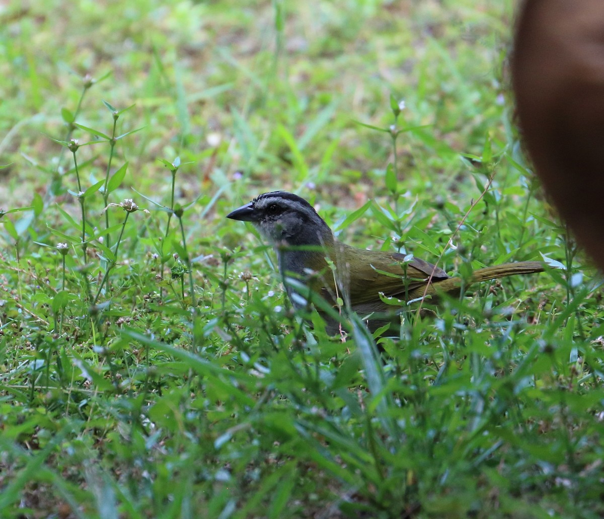 Black-striped Sparrow - ML616210379