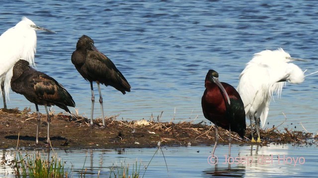 ibis hnědý - ML616210672