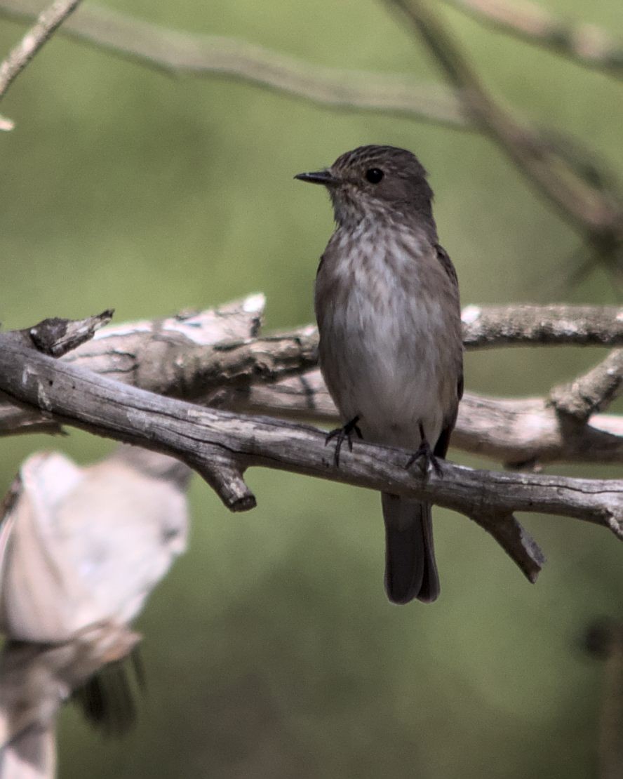Spotted Flycatcher (Spotted) - ML616210949