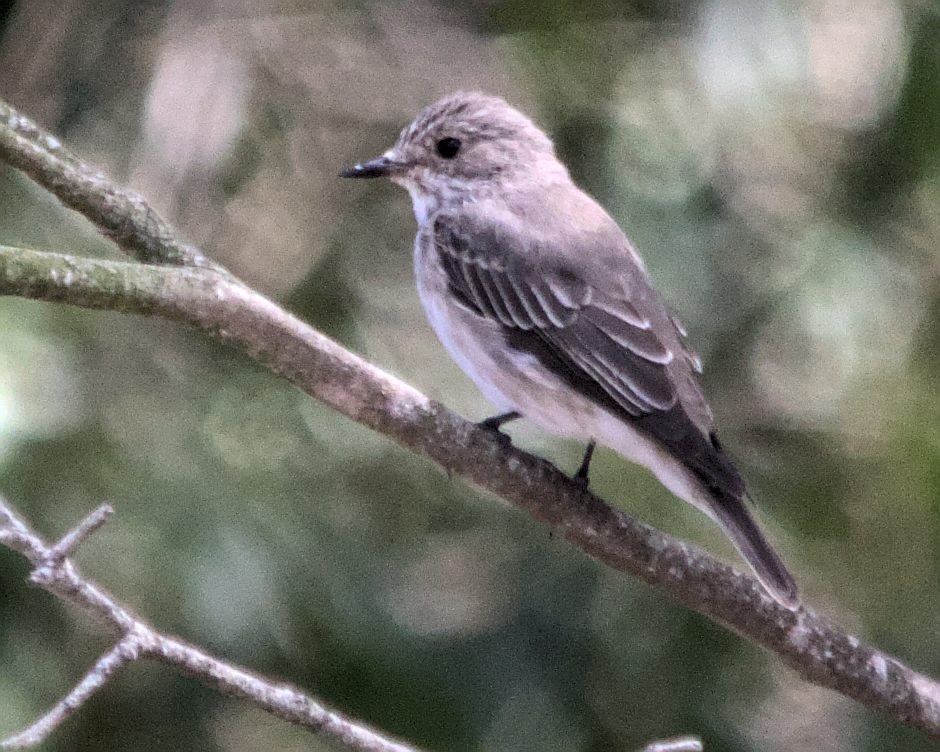Spotted Flycatcher (Spotted) - ML616210953