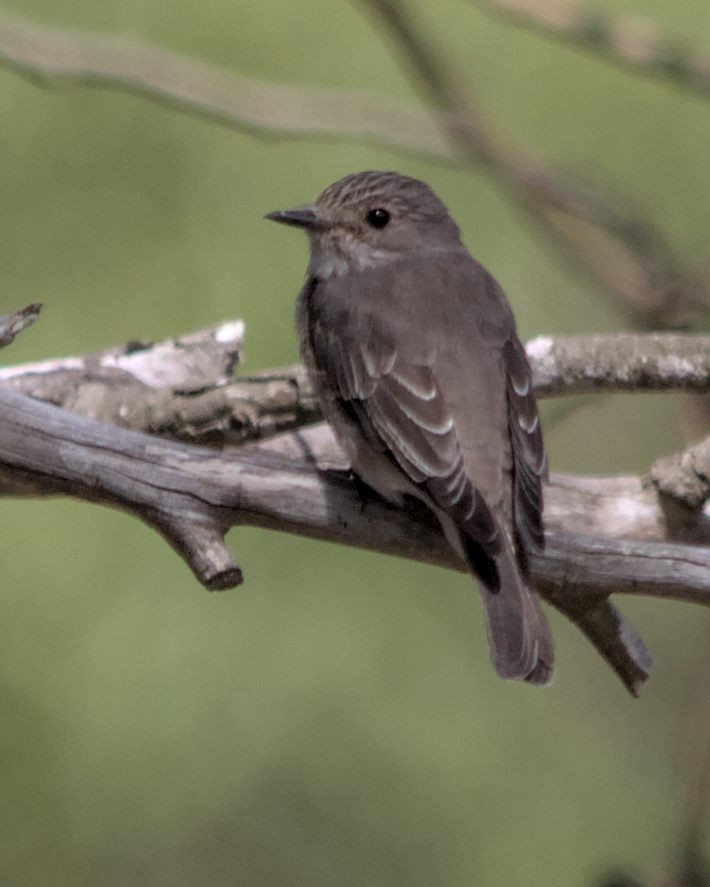Spotted Flycatcher (Spotted) - ML616210954