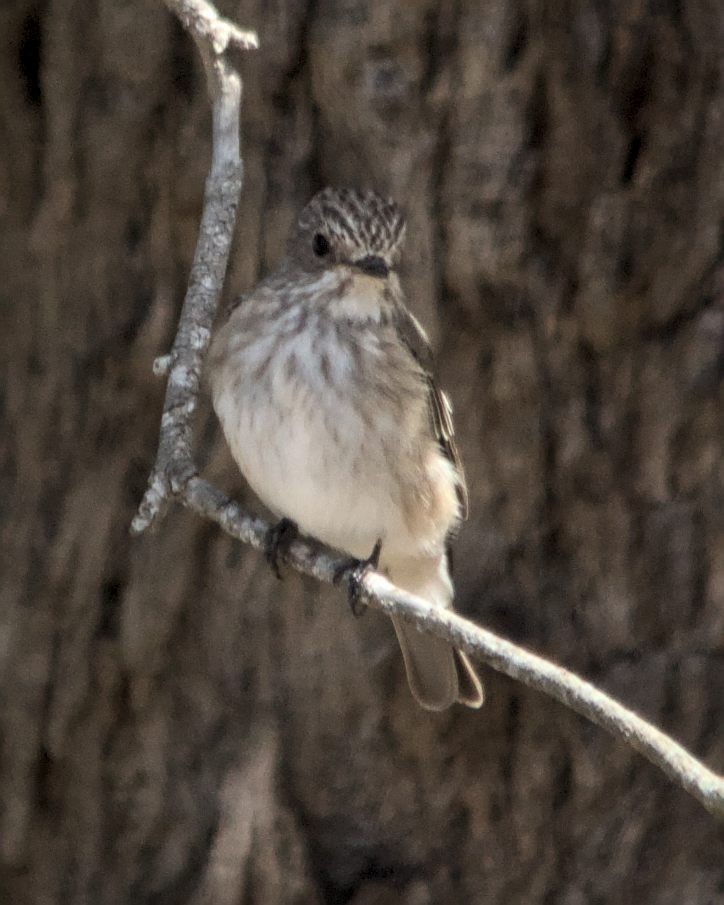 Spotted Flycatcher (Spotted) - ML616210955