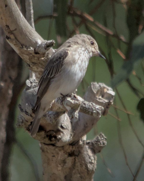 Spotted Flycatcher (Spotted) - ML616210957