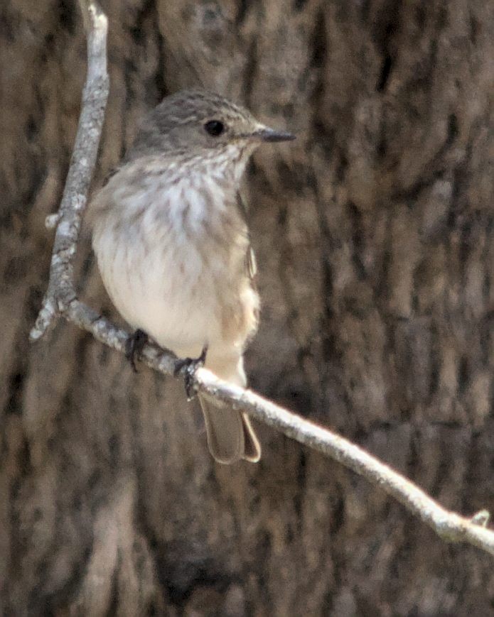 Spotted Flycatcher (Spotted) - ML616210958