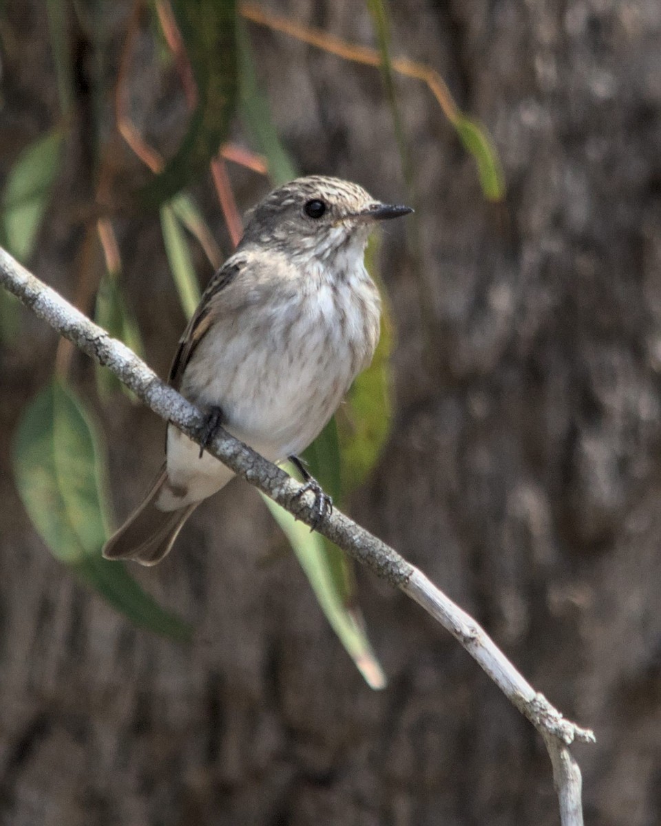Spotted Flycatcher (Spotted) - ML616210959