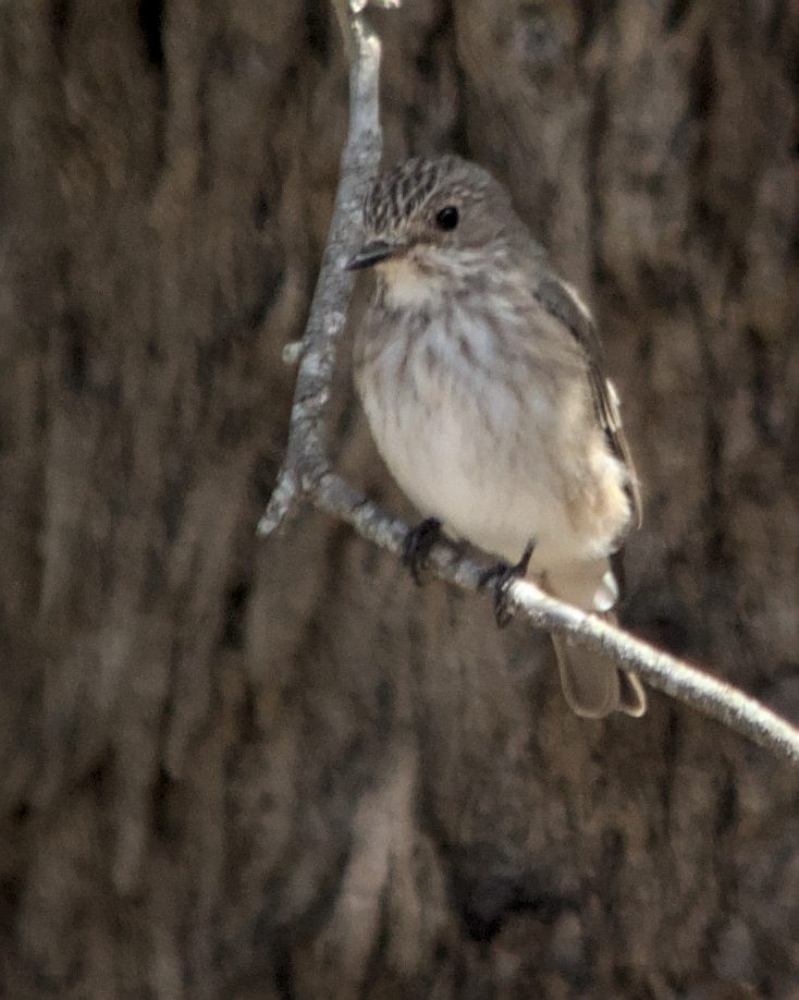 Spotted Flycatcher (Spotted) - Cameron Blair