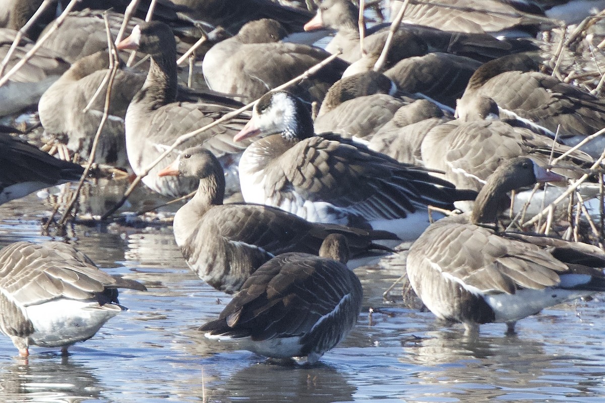 Snow x Greater White-fronted Goose (hybrid) - ML616211126
