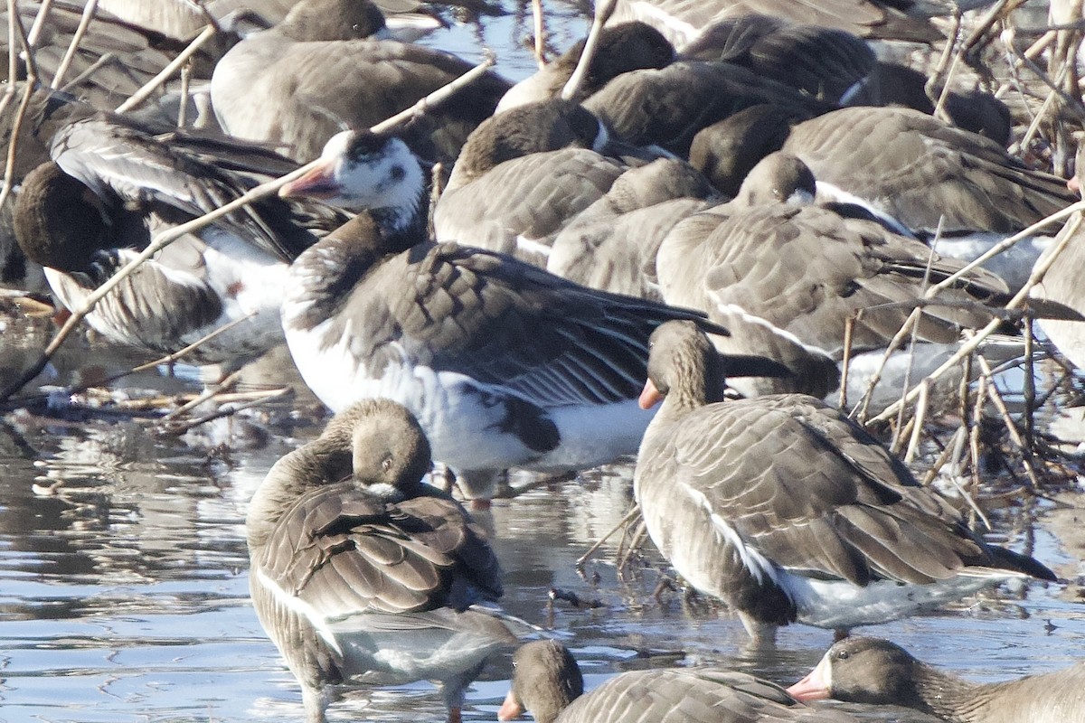 Snow x Greater White-fronted Goose (hybrid) - ML616211136