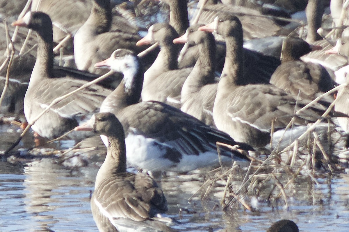 Snow x Greater White-fronted Goose (hybrid) - ML616211151