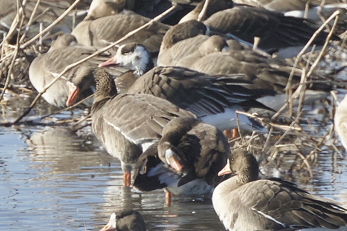 Snow x Greater White-fronted Goose (hybrid) - ML616211159