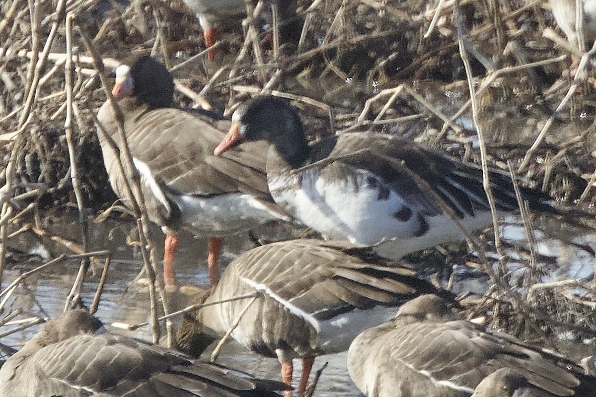 Snow x Greater White-fronted Goose (hybrid) - ML616211174