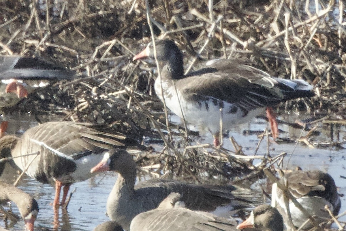 Snow x Greater White-fronted Goose (hybrid) - ML616211175
