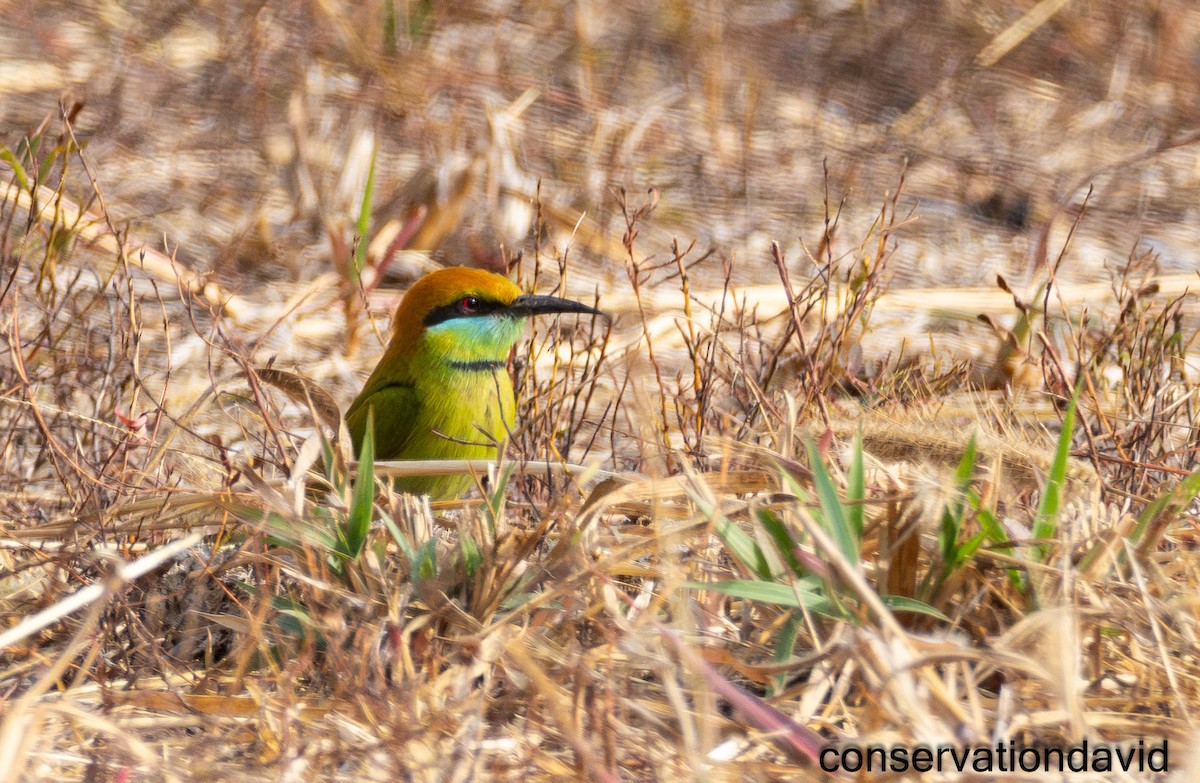Asian Green Bee-eater - ML616211191
