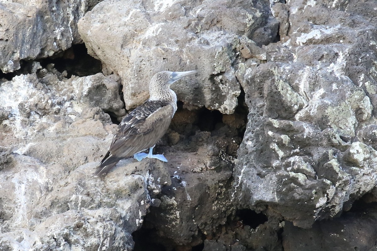 Blue-footed Booby - ML616211237