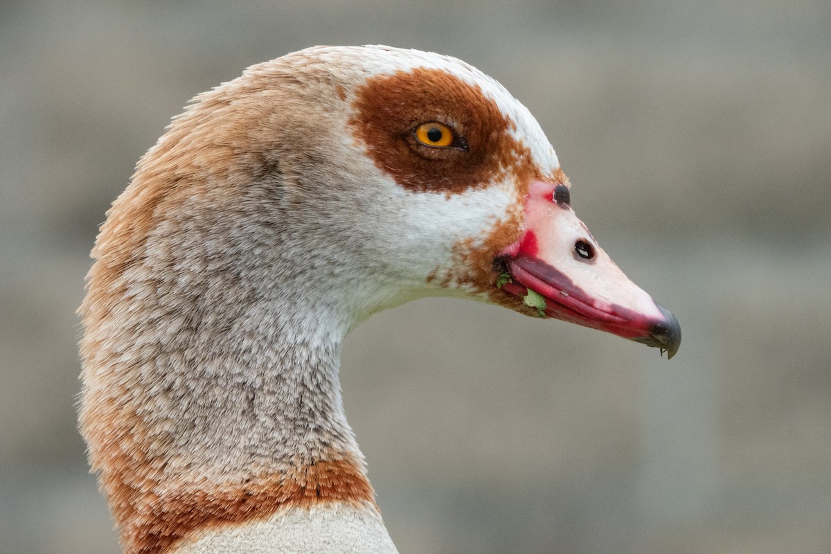Egyptian Goose - Kellen Apuna
