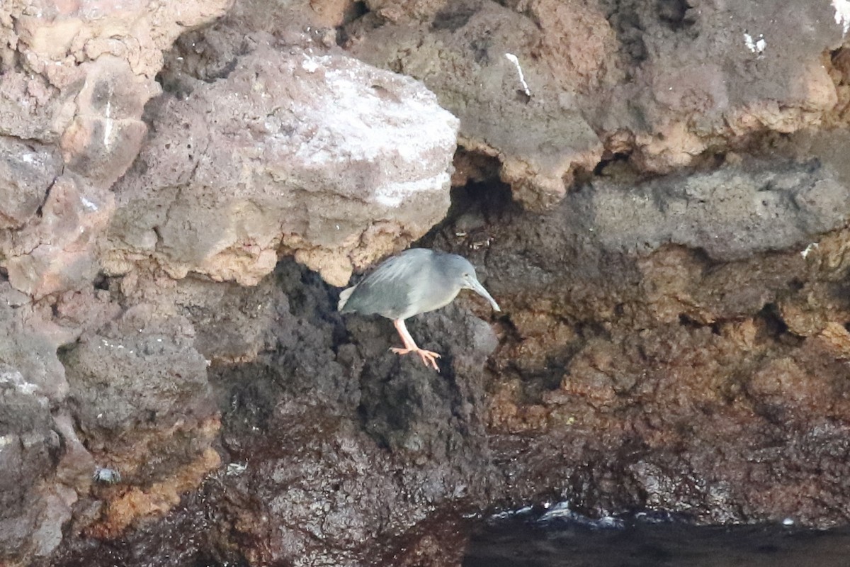 Striated Heron (Galapagos) - Susan Murphy