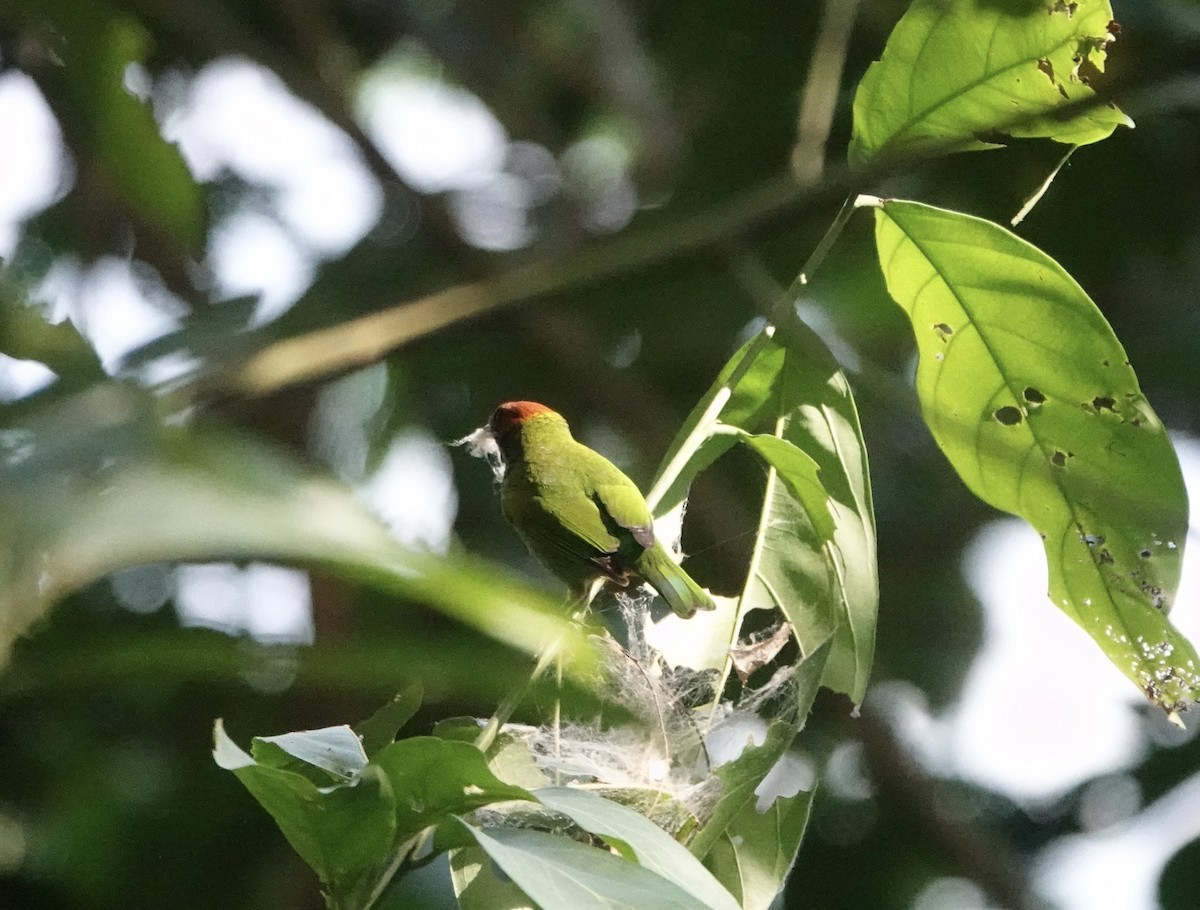 Bay-headed Tanager (Bay-and-green) - Claire Bélanger