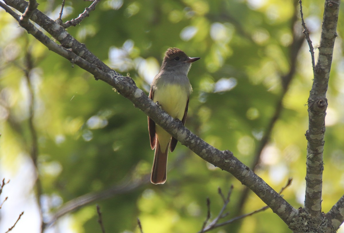 Great Crested Flycatcher - ML616211519
