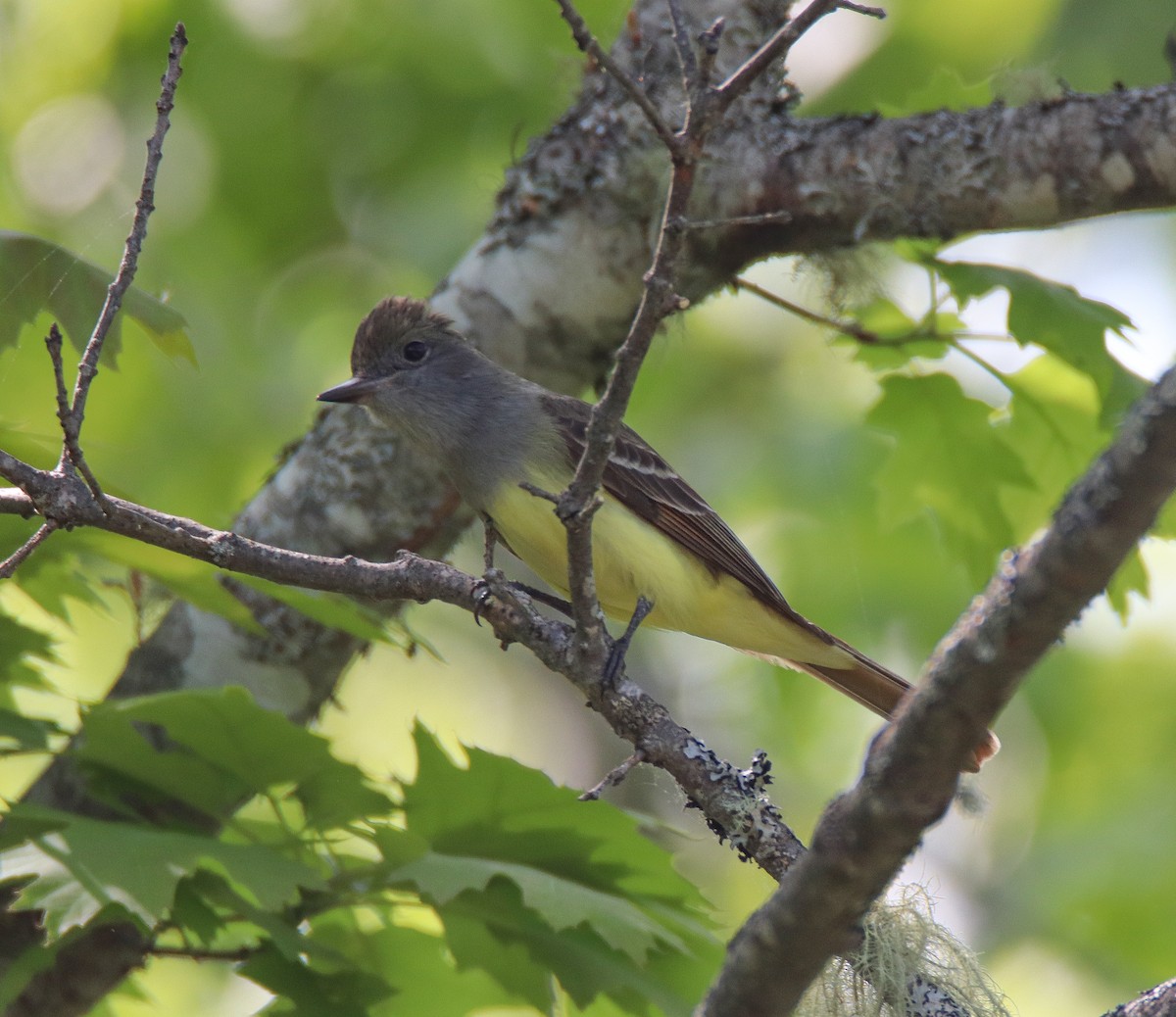 Great Crested Flycatcher - ML616211520