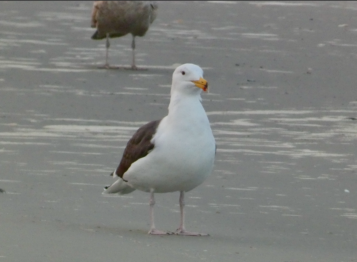 Great Black-backed Gull - Heather Buttonow