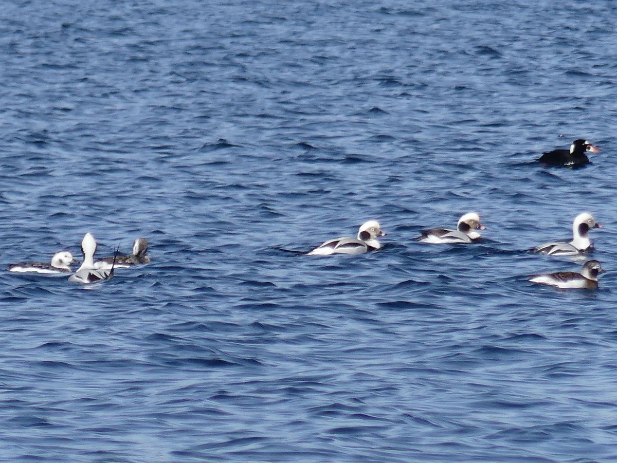 Long-tailed Duck - ML616211776