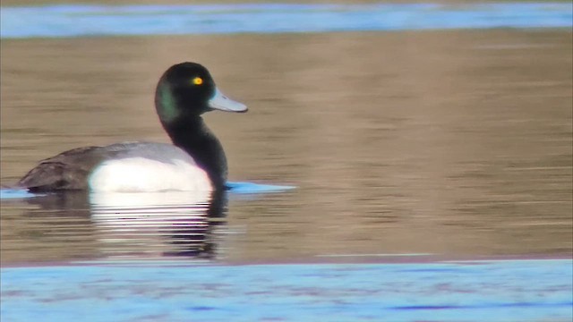 Greater Scaup - ML616211787