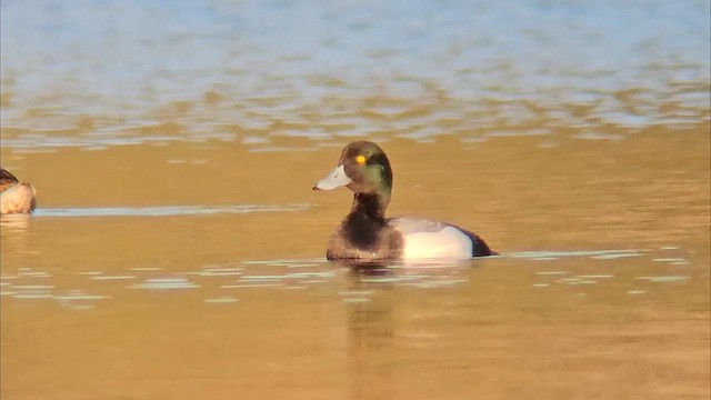 Greater Scaup - ML616211790