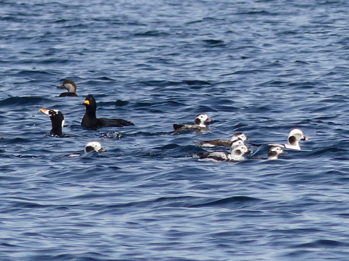 Long-tailed Duck - ML616211791