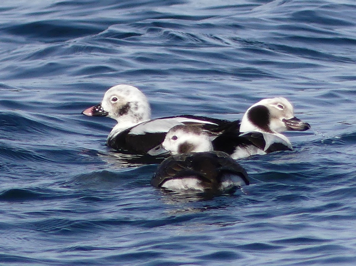 Long-tailed Duck - ML616211808
