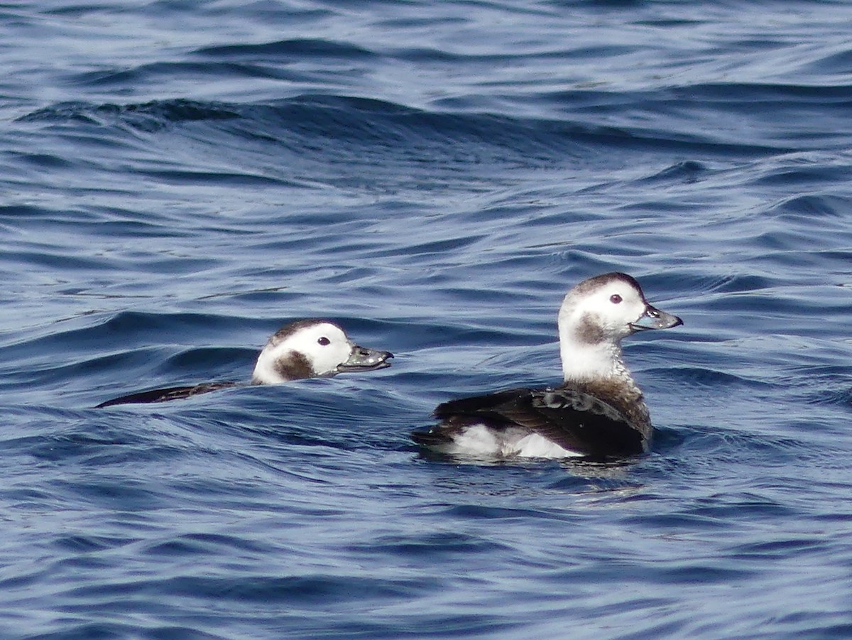 Long-tailed Duck - Gordon Curry